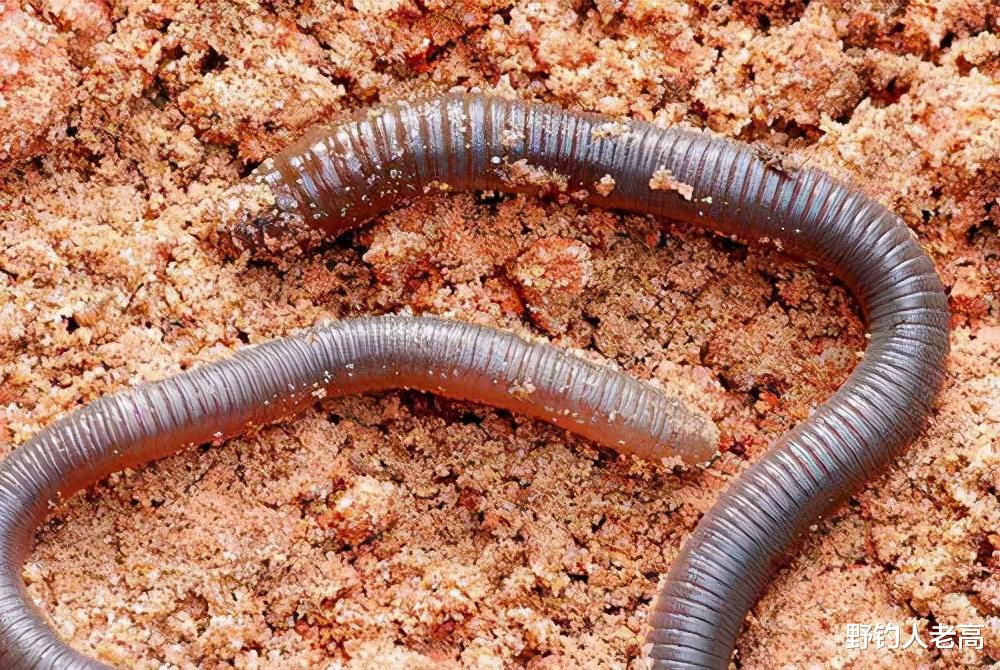 蜂蜜|蜂蜜涂抹蚯蚓，钓鱼好用吗？巧用3个技巧，提升它的诱鱼效果！