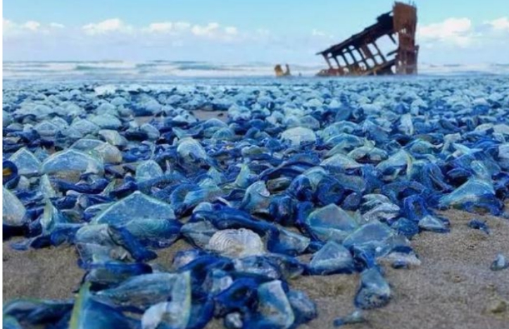 水母|巨型水母拖翻渔船，还入侵核电站，它们是什么来头？