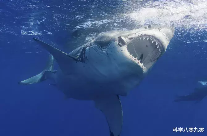 大白鲨|南非4米大白鲨猎杀10米座头鲸,先咬尾后咬头,仅用50分钟!