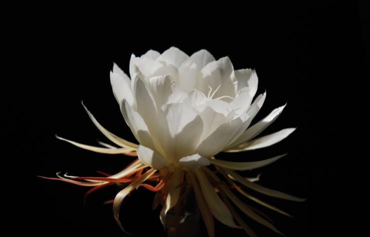 『生肖』6月下旬开始财喜进门，事事顺心，幸福策马奔腾的四大生肖