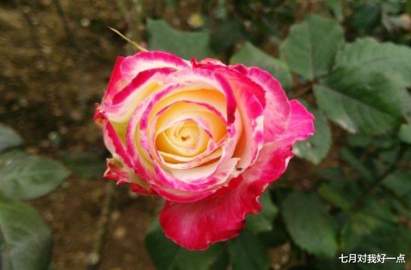 生肖|10月底4大生肖“桃花”满满,姻缘喜从天降,两人携手大富大贵!