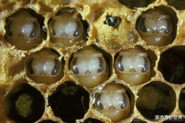 |令人眼界大开的28张图,相当涨姿势!