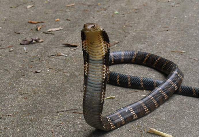 蝎子|地球上最贵的6种生物液体，2种来自人体，就算富豪也很难买到