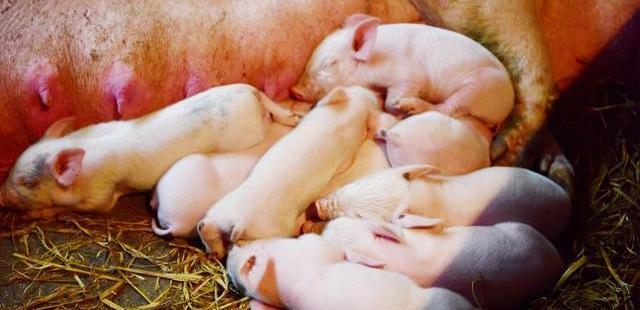 「生猪价格」猪价涨跌互现，非洲猪瘟来“捣乱”，接下来猪价如何变化？