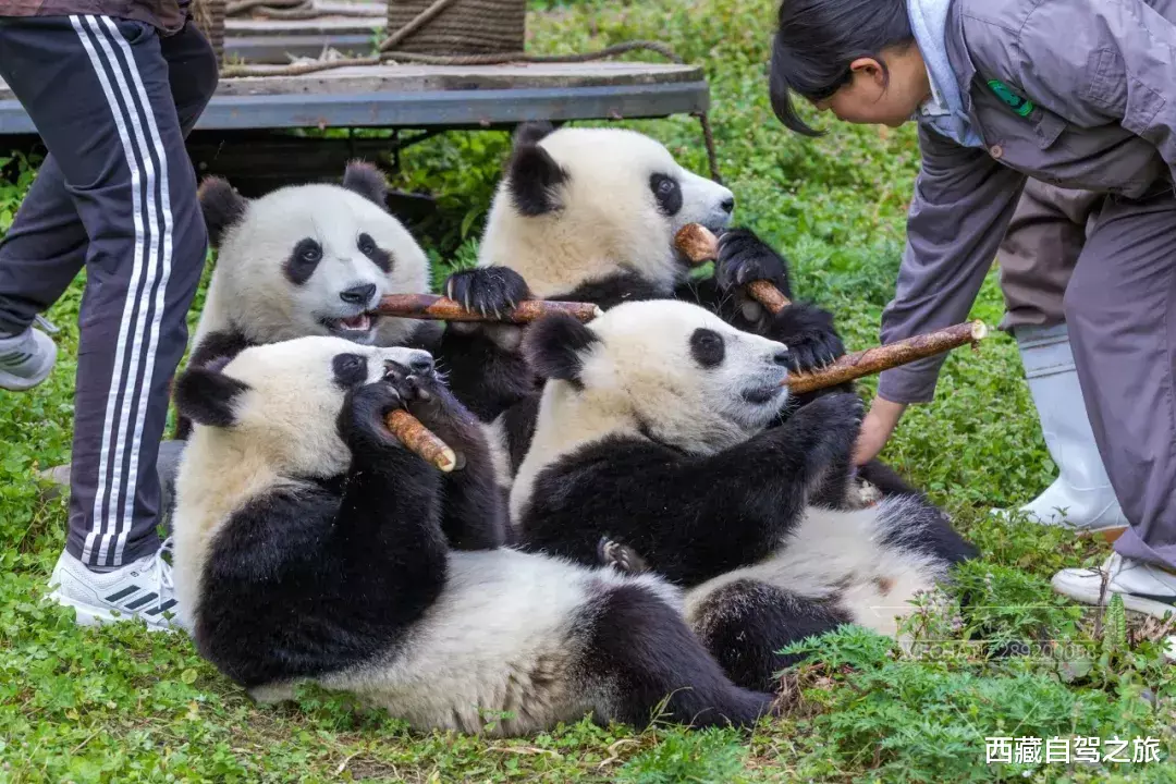 川西|国庆啷个耍，我们去川西