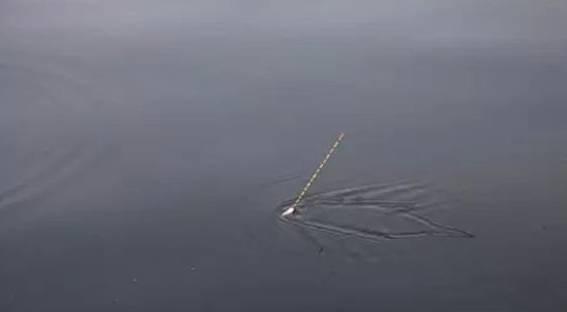 |浮漂翻身不下沉，提竿却没口，这不是截口，而是钓太钝了