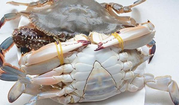 梭子蟹|买梭子蟹别只挑母蟹了，“二母蟹”更加肥美，遇到千万别错过！