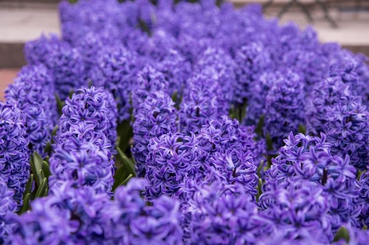 生肖|九月开始，桃花入命，月老牵姻缘，喜逢真爱，恭喜能脱单的生肖！