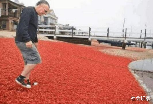 龙虾|澳洲被“不速之客”搞得方寸大乱，澳洲人怒了：不能去中国吗？