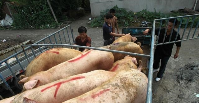 生猪价格|10月猪价持续大跌，难道猪市走不出“怪圈”？接下来猪价咋走？
