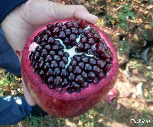 秦始皇帝陵|秦始皇陵里到底有多少水银？专家：去看看山顶的石榴树，就明白了