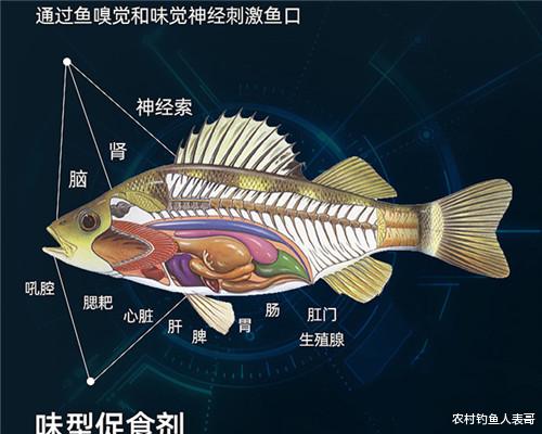 饵料|在自然水域作钓，饵料香就好上鱼吗？解析老钓友野钓开饵两大技巧