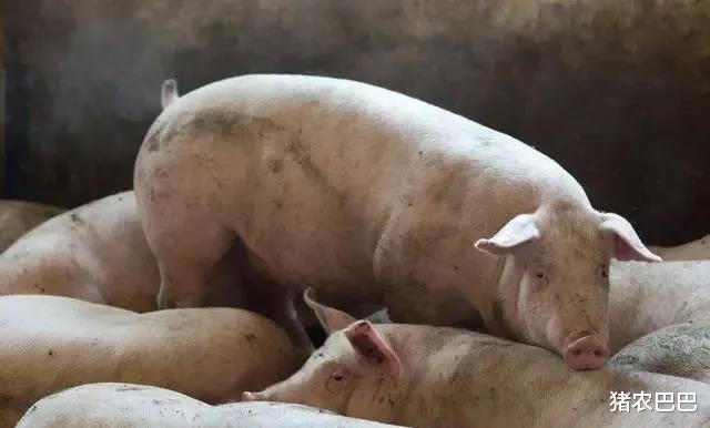 生猪价格|猪价“寒潮冲天”，2000元时代要结束了吗？4个坏消息！