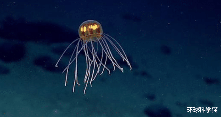 马里亚纳海沟|10909米！中国奋斗者号坐底马里亚纳海沟，1万米下发现了什么？