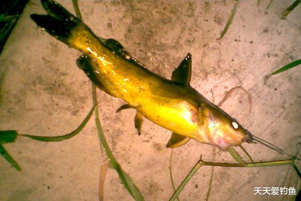 「」夜钓昂刺鱼的实战经验,这些钓法都好用,收获有保证,一钓一个准