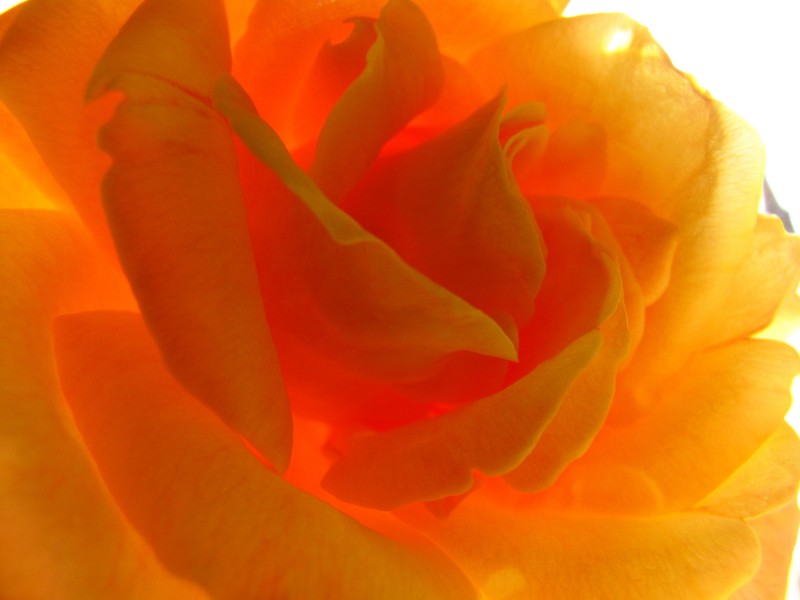 [生肖]7月到，爱神降临，追求者最多的4大生肖，有望结成好姻缘！