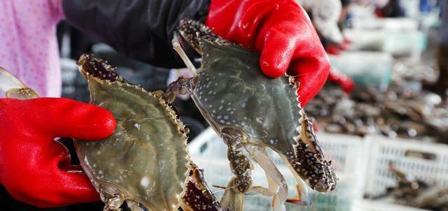 梭子蟹|买梭子蟹时，多说一句暗语，海鲜店老板：遇到行家了，不敢忽悠