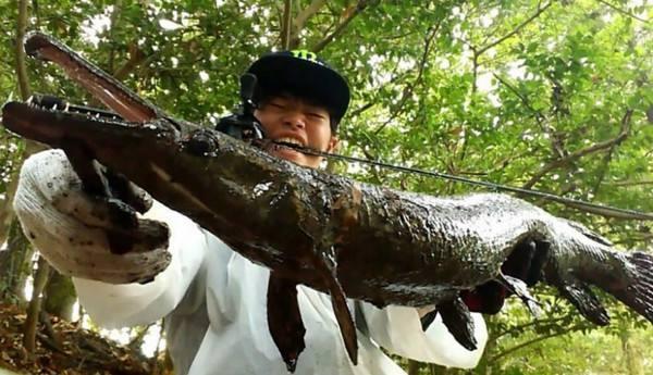 「美国」生态巨鳄吃净日本的河流, 曾在美国被灭绝, 现在成美国生态希望