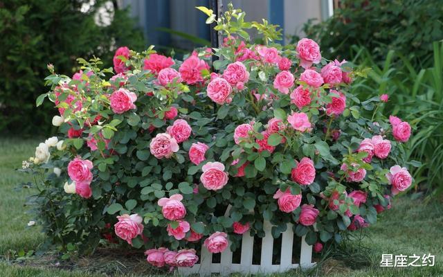 『生肖』在5月下旬，真情依旧，不计前嫌，倦鸟归巢的三大星座