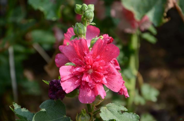 生肖|11月开始，吉星傍身，喜从天降，富贵数不清的生肖