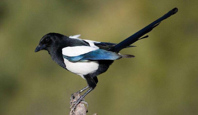 「吉星」26.27号财运大涨,3大生肖贵人帮衬,美梦全实现