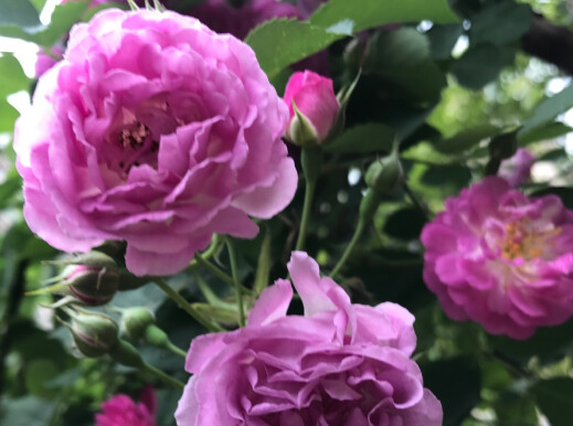 |10月份，4属相招财添贵旺家业，喜事横财进家门，生活无忧