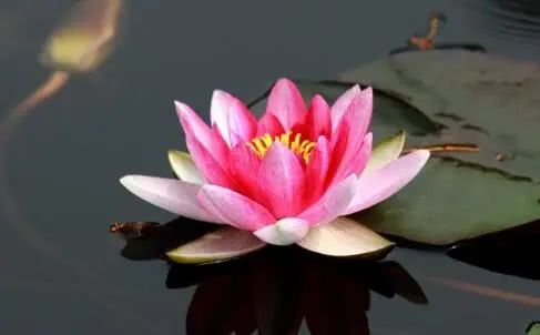 『』恭喜!6月初,3大属相财富如雨,事业大顺,生财有道