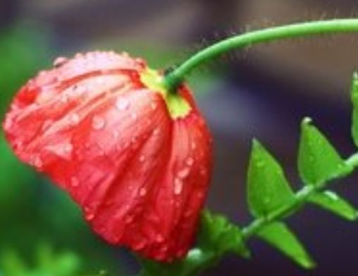 吉星|9月16号开始,4属相吉星当头,好运相伴,心想事成,名利双收