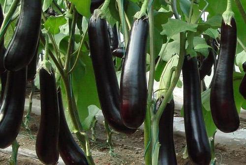 茄子▲同样是茄子，普通和激素茄子有啥区别？菜农透露其中猫腻，别买错
