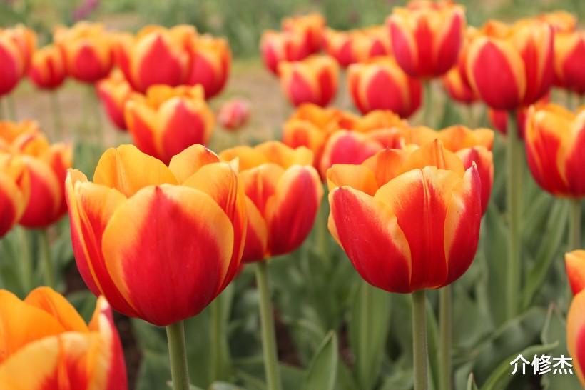 『生肖』恭喜4大生肖，月老牵姻缘线，巧遇命中有缘人，下半年注定要脱单