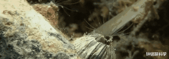 火星|在海里欺负鲸鱼和海龟的藤壶,到底有多可怕?