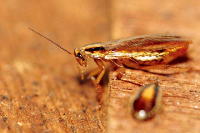 『蟑螂』喝1口蟑螂奶,相当于喝4口牛奶,印度科学家将其看作超级食物