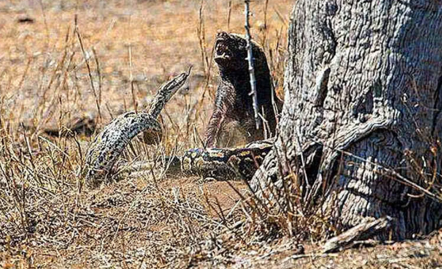 蜜獾■见平头哥在睡觉，蟒蛇飘了冲上前挑衅，下一秒悲剧了