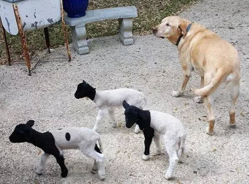 小羊从没见过妈，错认拉布拉多，下一秒狗狗受不了