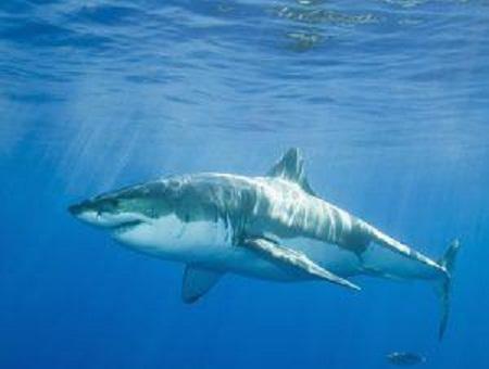 鲸鱼|大型鲸鱼身上基本都有附着物，为何大白鲨身上干干净净？