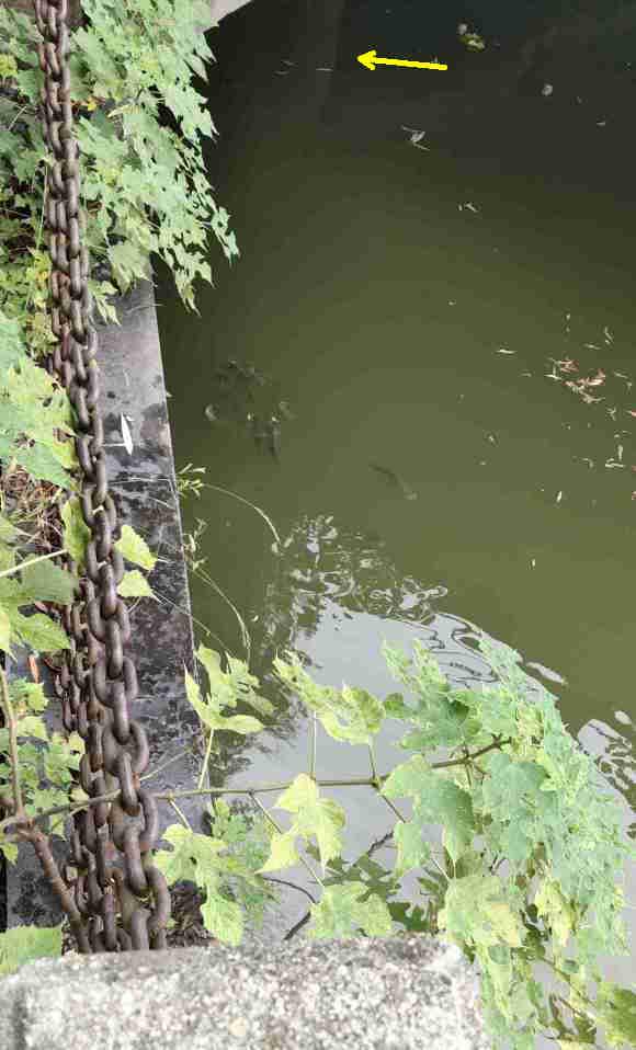 「标题党」男子臭水沟发现巨大黑影，折腾几天钓起一米多长大鱼