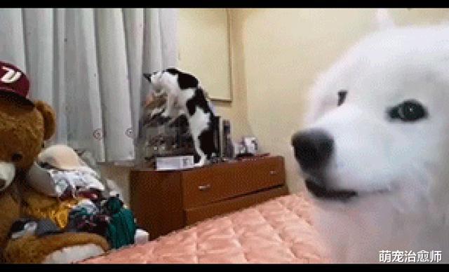 猫咪在乱翻东西，萨摩耶不停对主人叫，猫：谁是老大你不知道吗？