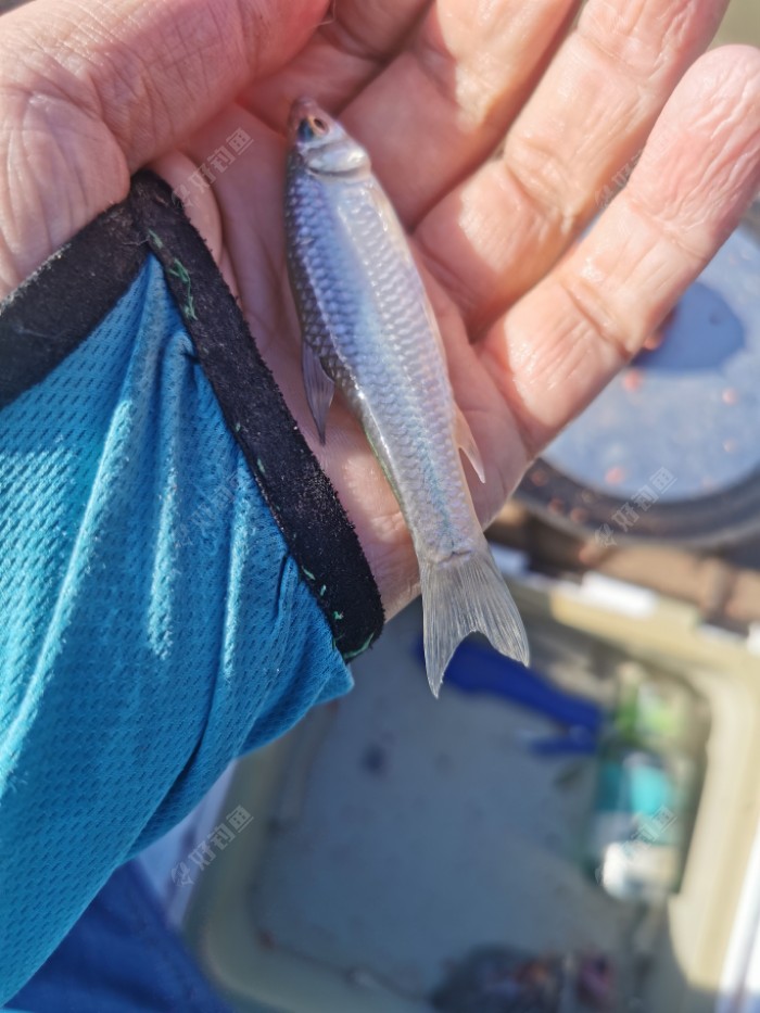 |秋意渐浓，在秋风中享受垂钓的快乐