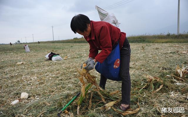 猪友巴巴|怪事？村里68岁老妪不种田，却“收获”了2000斤玉米，咋回事？
