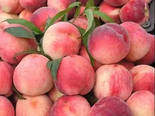 ▲买桃子就要挑“公”的，香甜多汁，学会这5个技巧，一挑一个准！