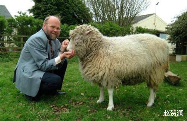 「科学家」24年前就造出克隆羊,为何不克隆人?看看克隆羊的下场,多恐怖