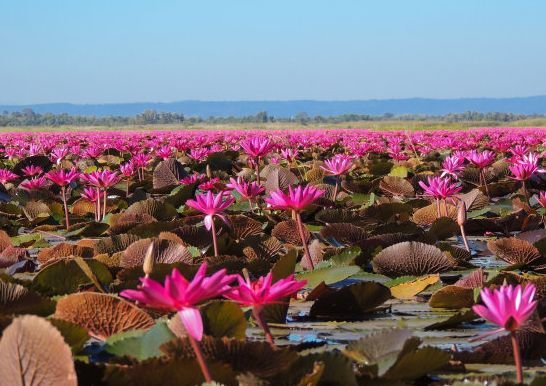 |8月15号开始，4属相事事顺畅，好运缠身，财运亨通，日子红火