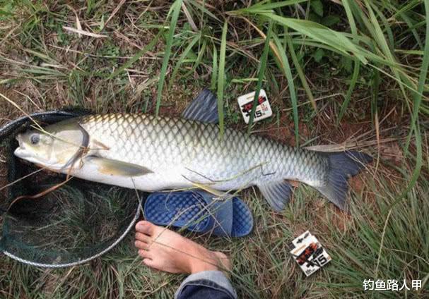 []初夏野钓，你选择打窝还是抽窝？选择不同渔获也会大不同
