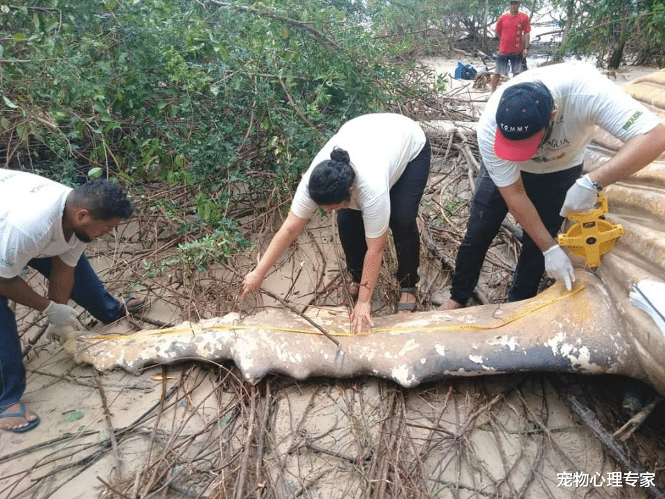 『座头鲸』亚马逊森林中出现一庞然大物，竟是只座头鲸，来历令人百思不得解