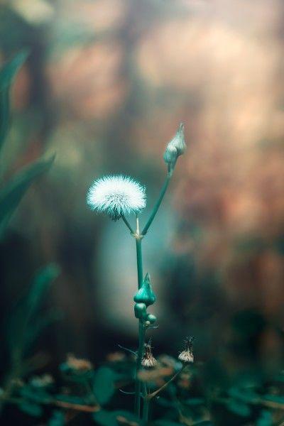 旧爱|10月中旬，旧爱意外出现，执着爱情有望复合的四大星座！