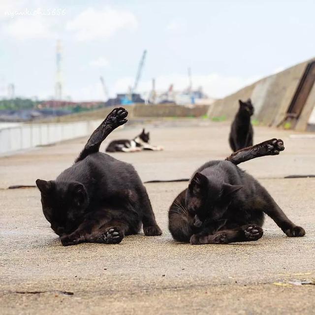 泪目！在这位日本小哥的镜头下，流浪猫竟然学会了飞翔！