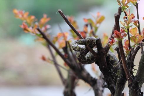 毒蛇▲中国十大没有毒的蛇 国内最常见无毒蛇类