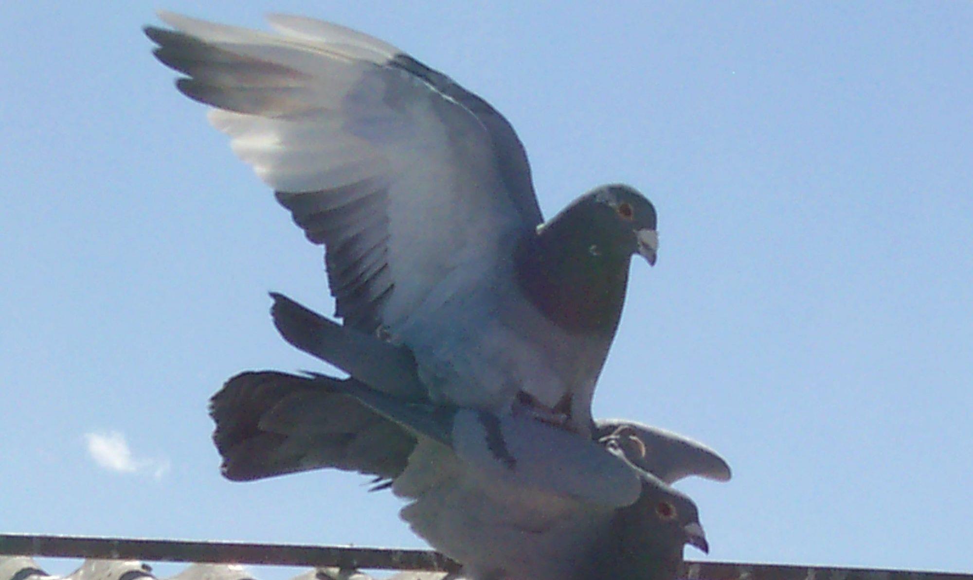 比赛是检验鸽子的最重要的标准