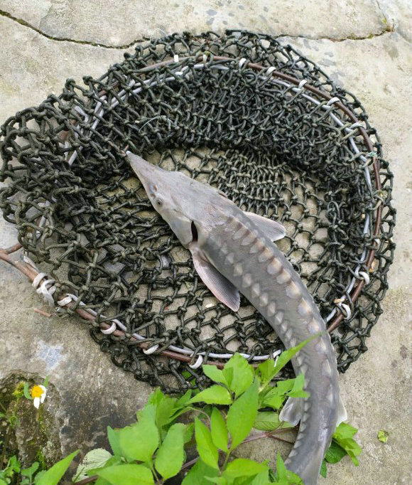 |洪水中大量鲟鱼靠岸，各地频繁有人钓获，是中华鲟吗？