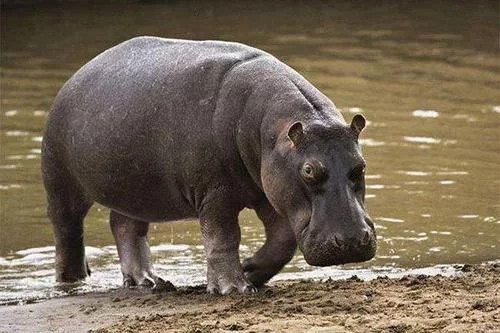 『东北虎』世界10大最猛的动物，平头哥居榜首，东北虎上榜，你怕不怕？好神奇！